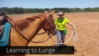 How to teach a horse to Lunge for the first time  colt starting First week [upl. by Kinch]