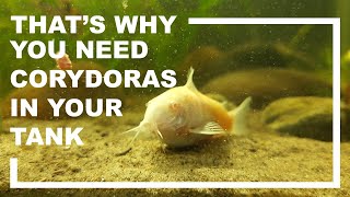 Corydoras are really important if your tank substrate is sand [upl. by Yramliw450]