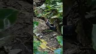 Trinidad snake called bushmaster swallow a mappapie snake alive snake snakekiller bushmaster [upl. by Einimod]