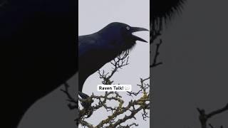 Amazing Raven Talking and Singing Sounds [upl. by Nerita]