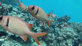 Trying to film one of the most elusive and skittish fish  Red squirrel fish  Menpachi  fish [upl. by Ecirehs]