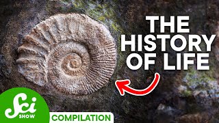 A Timeline of Life on Earth 4 Billion Years of History [upl. by Blackington216]