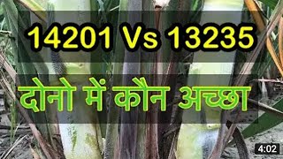 14201 vs 13235 sugarcane variety14201vs13235 गन्ना वैरायटी14201vs 13235 which is best [upl. by Trebmal985]