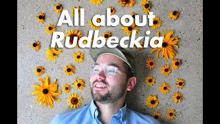 An Indepth Guide to Rudbeckia BlackEyed Susan [upl. by Adoree939]