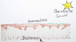 STOCKWERKBAU DES MISCHWALDES  Biologie  Ökologie [upl. by Cindie]