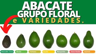 VARIEDADES de ABACATE e GRUPO FLORAL [upl. by Katey]