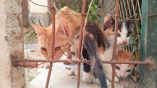 Mother cat hides her kittens in a garden and does not like anyone to touch them [upl. by Montfort]