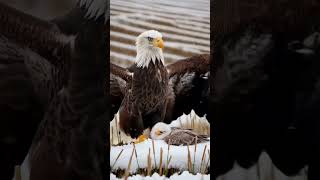 Beautiful bald eagle with the white eagle grayeagle americanbird birds gianteagle baldeagle [upl. by Dunn866]