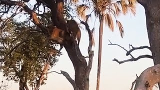 Tree Climbing Lionesses Western Pride of Xigera Safari Lodge  12 September 2024 [upl. by Dric558]