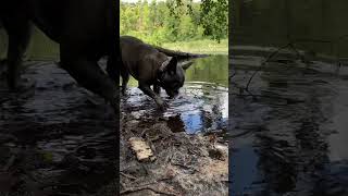 Französische Bulldogge am Wasser… [upl. by Terti604]