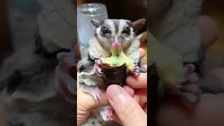 This silkworm is perfect for my baby today😋 cute sugarglider pets [upl. by Jodi]