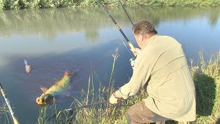 Pecanje na kanalu DTD u Vojvodini kod Vršca  Dubinsko pecanje  Fider pecanje  Fishing carp [upl. by Lenehc]