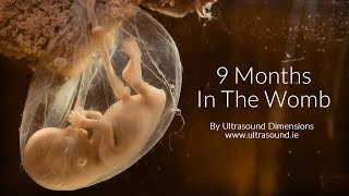 40 Weeks In The Womb by Ultrasound Dimensions [upl. by Arron711]