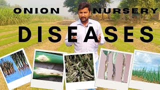 Onion nursery diseases and Its control [upl. by Sielen]