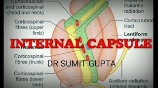 INTERNAL CAPSULE  Part 12 [upl. by Asinet]