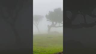 Creepy fanal forest Madeira [upl. by Nwahsid]