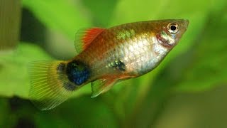 Species Profile  33  The Platy Xiphophorus maculatus [upl. by Tj]