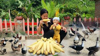 Harvesting boiled sticky corn to sell at the market  Taking care of livestock on the farm [upl. by Nnhoj]