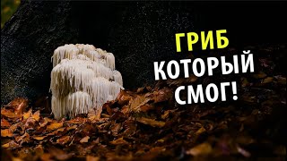 Что Может Ноотропный Гриб Lions Mane [upl. by Ianahs230]