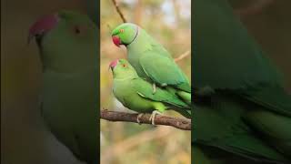 The Mating Dance of indian Ringneck Parrots viralvideo [upl. by Winthorpe930]