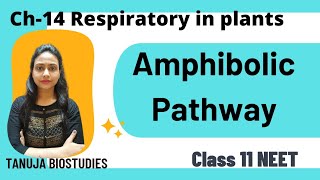 Ch14 Respiration in plants  Amphibolic Pathway  NEET 2024  Class 11 Biology [upl. by Picker]