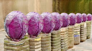 How to Grow Super Delicious Specialty Purple Cabbage at Home [upl. by Nuli127]