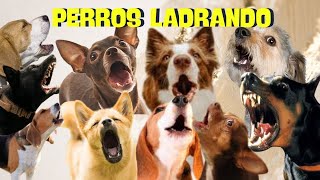 PERROS ladrando FUERTE para molestar a tu perro o Gato HD [upl. by Laveen]