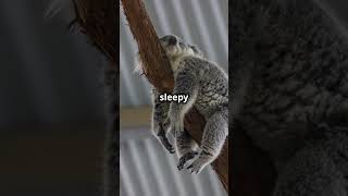 Cute Koala Facts You Didnt Knowshorts [upl. by Palm]