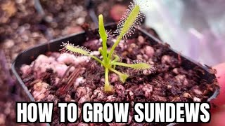 how to grow sundews from seed  quick guide [upl. by Filbert]