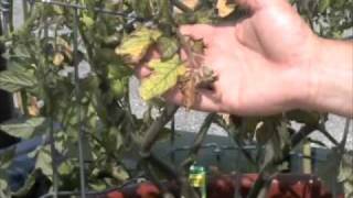 Whats Wrong with My Tomato Plant [upl. by Hanway]