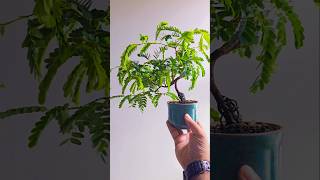 Tamarindus indica bonsai bonsaiwork bonsaitree minibonsai plants minibonsai garden tiktok [upl. by Treva]