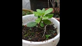 Azalea Cuttings Tips and Tricks [upl. by Dick]