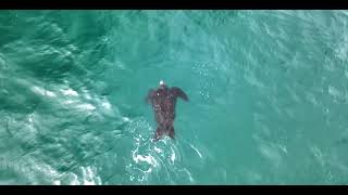 Drone Captures Leatherback Sea Turtle Swimming in Ocean  1183333 [upl. by Eseuqram]