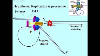 184 Processive Replication [upl. by Bina]