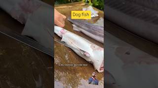 Fishfishing fish cooking recipe blacktipshark fishshark greenfish fishspecies bassfishing [upl. by Sasha]