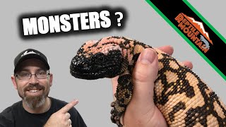 Venomous Gila Monsters  What makes them Monsters  Ep 95 [upl. by Thistle]