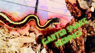 Garter Snake Feeding Video [upl. by Assilem]