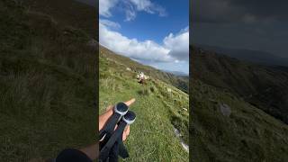 Wie komme ich an diesen Kühen vorbei irland wandern [upl. by Devad459]