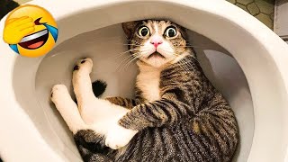 You Laugh You Lose Dogs And Cats 🙀🤣 Best Funny Animal Videos 😍😅 [upl. by Levins16]