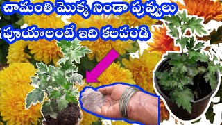 How to grow chrysanthimum from cutting How to Repot the Chrysanthimum Stems in telugu Chamanthi [upl. by Aitnecserc]