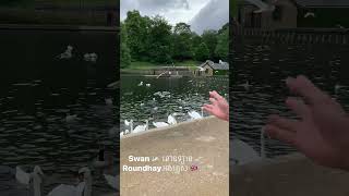 Roundhay park park swans niceweather freshair leeds england uk [upl. by Marchese781]