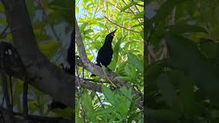 Saddleback on floor and on tree birds NZendemic wildlife NewZealandBirds saddleback [upl. by Reehsab]