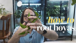 A guide on how to root Hoya cuttings [upl. by Gievlos]