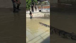 Think is proficient at catching crocodiles in the water [upl. by Llatsyrc]