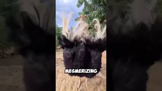 The UNIQUE DANCE Of OSTRICHES 😥 [upl. by Even194]