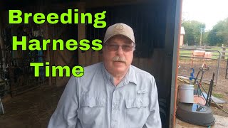 Sheep Breeding and Using a Breeding Harness [upl. by Gavrila]