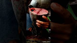 Amazing tuna fish cutting skills [upl. by Dnomse]