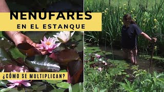 Cómo multiplicar nenúfares del estanque  Decogarden  Jardinatis [upl. by Ellicec282]