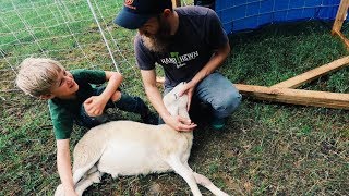 Simple Trick CALMS Sheep for Butchering [upl. by Jami886]