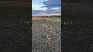 Serengeti Safari was AMAZING ماشاء الله Safari Africa Travel [upl. by Dao]